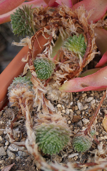 「多肉植物（火祭り・虹の玉・銀箭・子宝草・その他）」テキトー栽培記