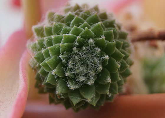 「多肉植物（火祭り・虹の玉・銀箭・子宝草・その他）」テキトー栽培記