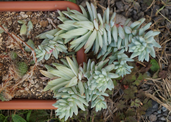 「多肉植物（火祭り・虹の玉・銀箭・子宝草・その他）」テキトー栽培記