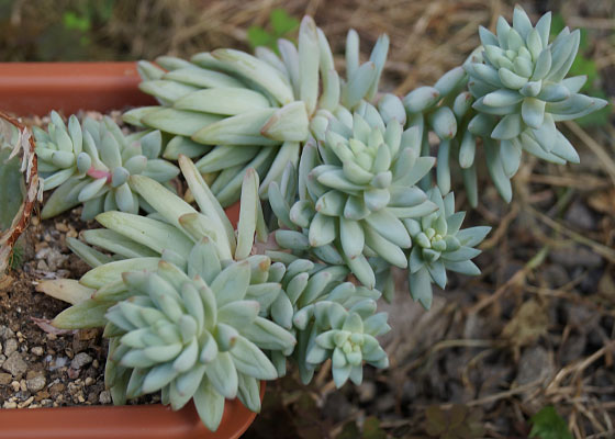 「多肉植物（火祭り・虹の玉・銀箭・子宝草・その他）」テキトー栽培記