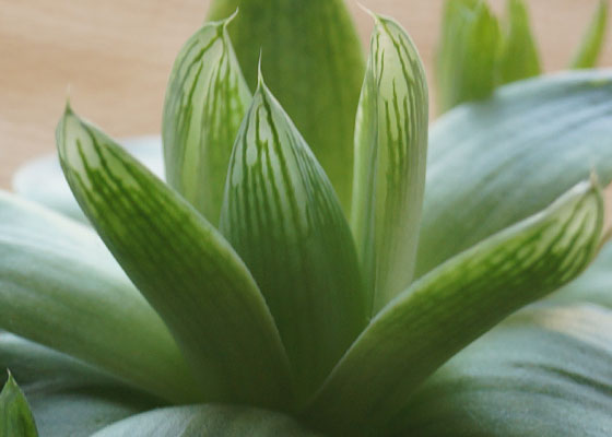 「多肉植物（火祭り・虹の玉・銀箭・子宝草・その他）」テキトー栽培記