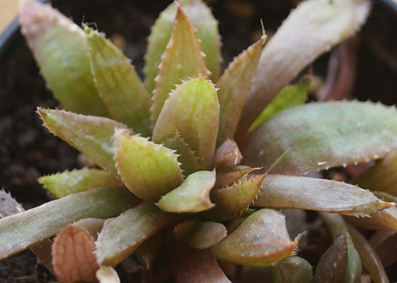 「多肉植物（火祭り・虹の玉・銀箭・子宝草・その他）」テキトー栽培記