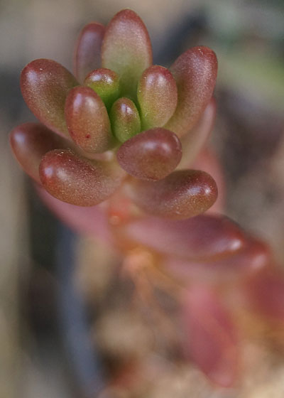 「多肉植物（火祭り・虹の玉・銀箭・子宝草・その他）」テキトー栽培記