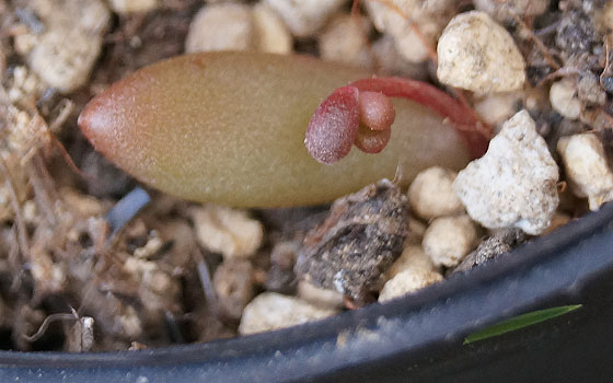 「多肉植物（火祭り・虹の玉・銀箭・子宝草・その他）」テキトー栽培記