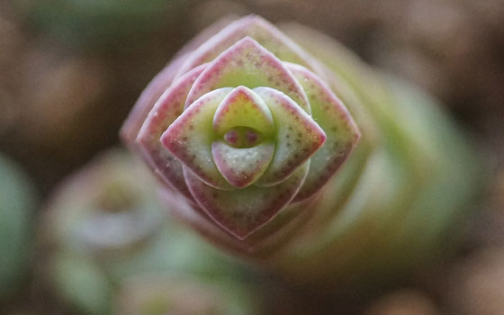 「多肉植物（火祭り・虹の玉・銀箭・子宝草・その他）」テキトー栽培記