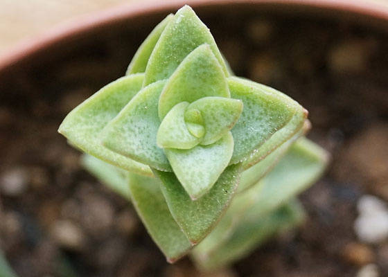 「多肉植物（火祭り・虹の玉・銀箭・子宝草・その他）」テキトー栽培記