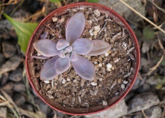 「多肉植物（火祭り・虹の玉・銀箭・子宝草・その他）」テキトー栽培記