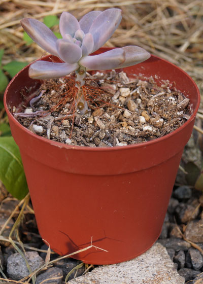 「多肉植物（火祭り・虹の玉・銀箭・子宝草・その他）」テキトー栽培記