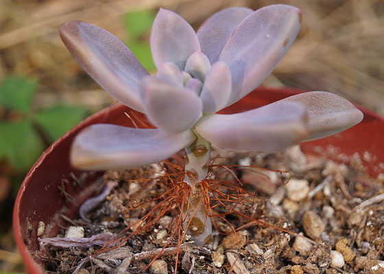 「多肉植物（火祭り・虹の玉・銀箭・子宝草・その他）」テキトー栽培記