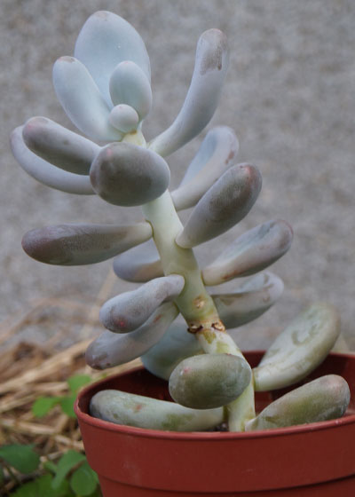 「多肉植物（火祭り・虹の玉・銀箭・子宝草・その他）」テキトー栽培記