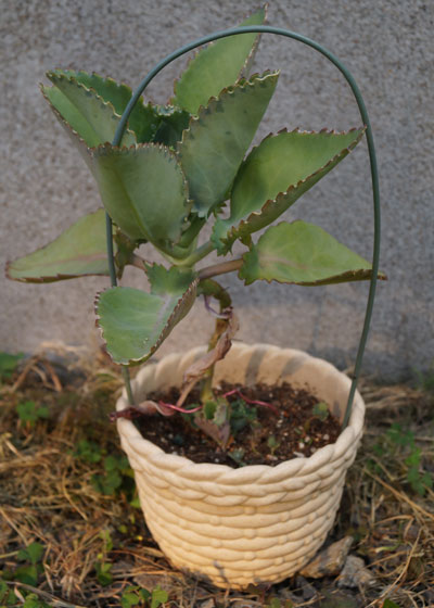 「多肉植物（火祭り・虹の玉・銀箭・子宝草・その他）」テキトー栽培記