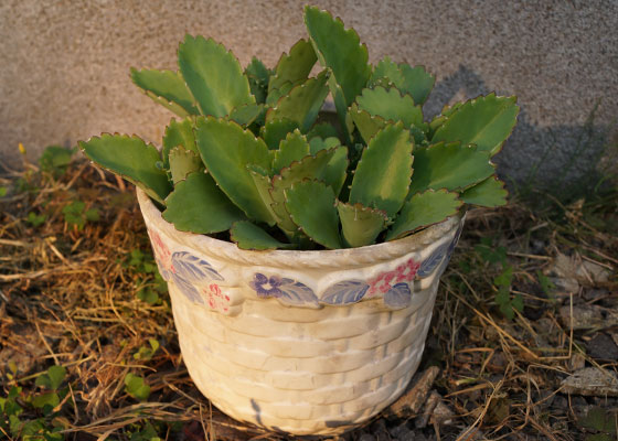 「多肉植物（火祭り・虹の玉・銀箭・子宝草・その他）」テキトー栽培記