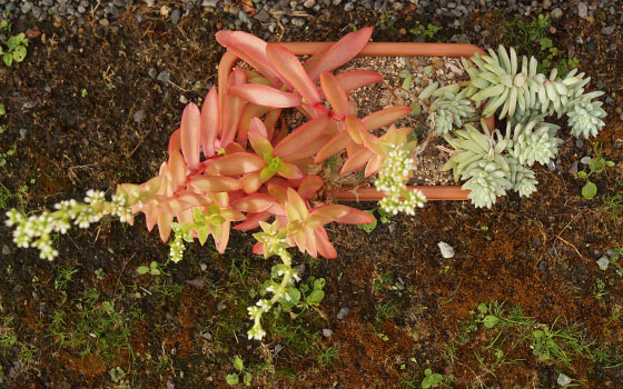 「多肉植物（火祭り・虹の玉・銀箭・子宝草・その他）」テキトー栽培記