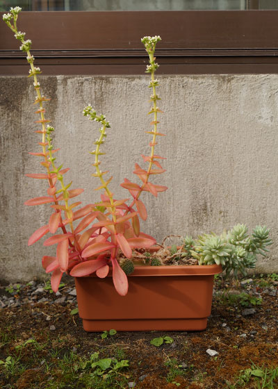 「多肉植物（火祭り・虹の玉・銀箭・子宝草・その他）」テキトー栽培記