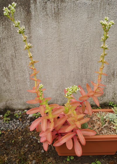 「多肉植物（火祭り・虹の玉・銀箭・子宝草・その他）」テキトー栽培記