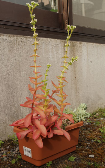 「多肉植物（火祭り・虹の玉・銀箭・子宝草・その他）」テキトー栽培記