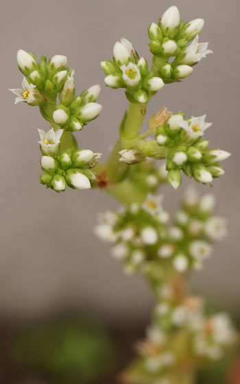 「多肉植物（火祭り・虹の玉・銀箭・子宝草・その他）」テキトー栽培記