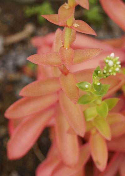 「多肉植物（火祭り・虹の玉・銀箭・子宝草・その他）」テキトー栽培記