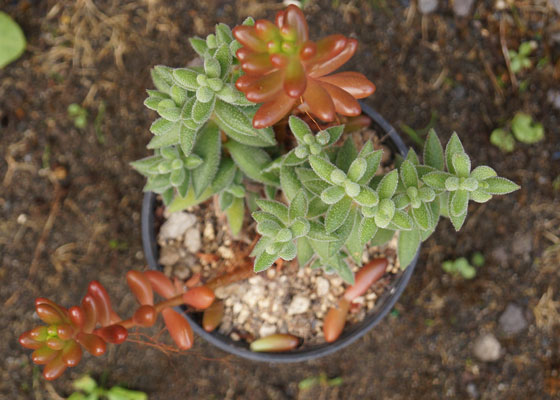 「多肉植物（火祭り・虹の玉・銀箭・子宝草・その他）」テキトー栽培記