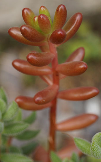 「多肉植物（火祭り・虹の玉・銀箭・子宝草・その他）」テキトー栽培記