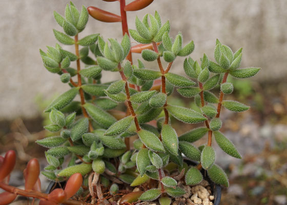 「多肉植物（火祭り・虹の玉・銀箭・子宝草・その他）」テキトー栽培記