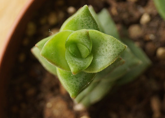 「多肉植物（火祭り・虹の玉・銀箭・子宝草・その他）」テキトー栽培記