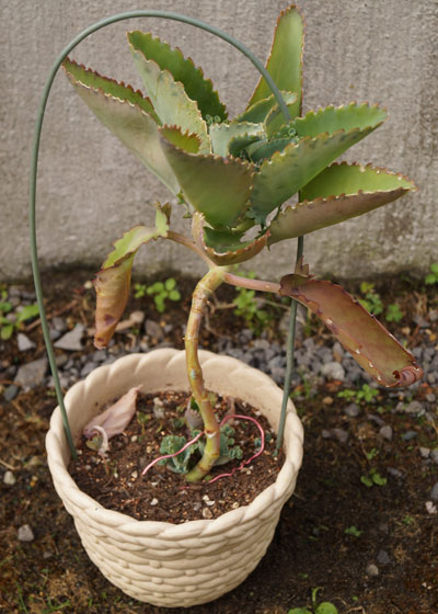 「多肉植物（火祭り・虹の玉・銀箭・子宝草・その他）」テキトー栽培記