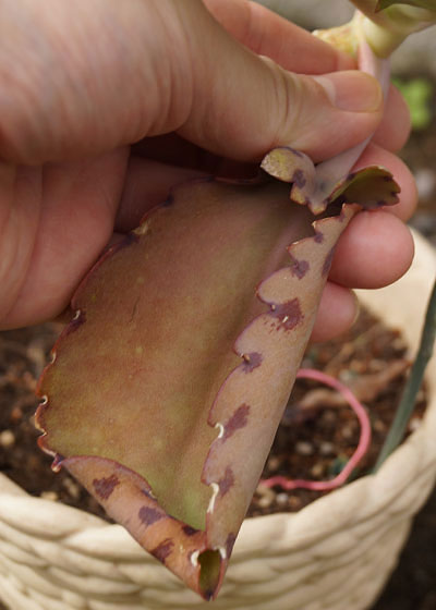 「多肉植物（火祭り・虹の玉・銀箭・子宝草・その他）」テキトー栽培記