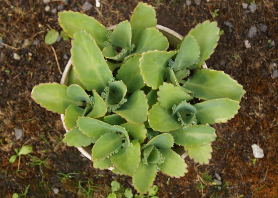 「多肉植物（火祭り・虹の玉・銀箭・子宝草・その他）」テキトー栽培記