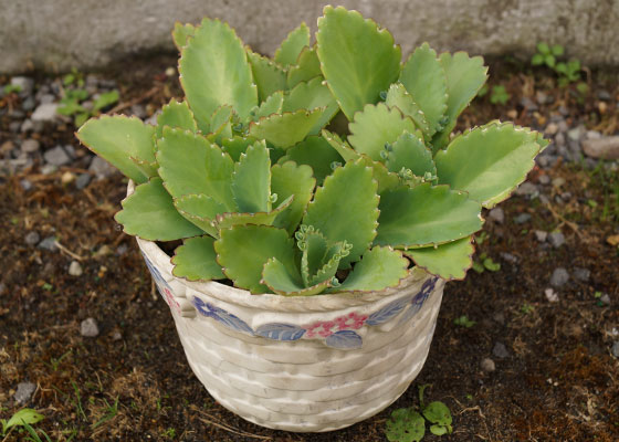 「多肉植物（火祭り・虹の玉・銀箭・子宝草・その他）」テキトー栽培記