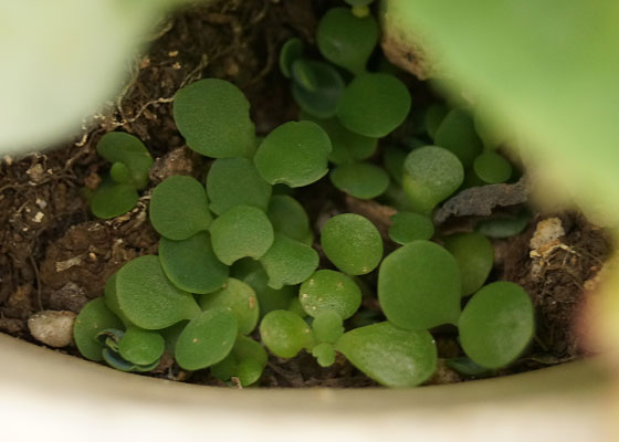 「多肉植物（火祭り・虹の玉・銀箭・子宝草・その他）」テキトー栽培記