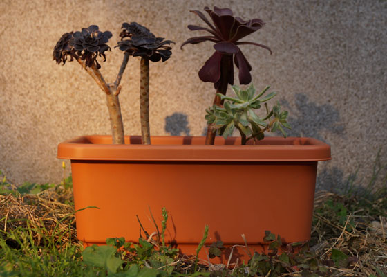 「多肉植物（黒法師・カシミアバイオレット・愛染錦）」テキトー栽培記