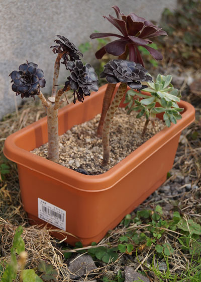 「多肉植物（黒法師・カシミアバイオレット・愛染錦）」テキトー栽培記