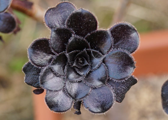 「多肉植物(黒法師・カシミアバイオレット・愛染錦)」テキトー栽培記