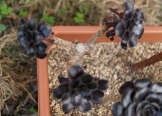 「多肉植物（黒法師・カシミアバイオレット・愛染錦）」テキトー栽培記