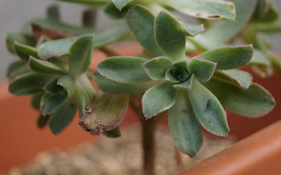 「多肉植物（黒法師・カシミアバイオレット・愛染錦）」テキトー栽培記