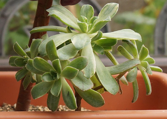 「多肉植物(黒法師・カシミアバイオレット・愛染錦)」テキトー栽培記