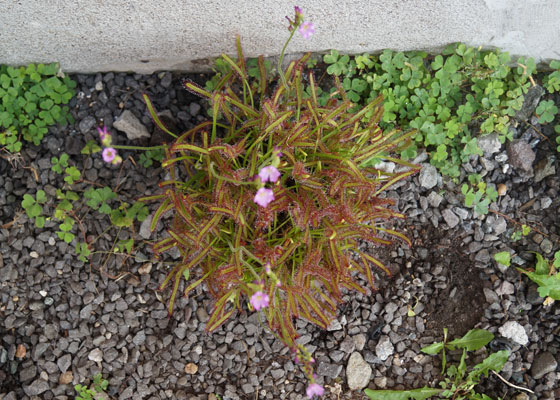 「食虫植物（モウセンゴケ・サラセニア・ムシトリスミレ・ミミカキグサ）」テキトー栽培記