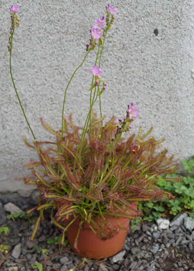 「食虫植物（モウセンゴケ・サラセニア・ムシトリスミレ・ミミカキグサ）」テキトー栽培記