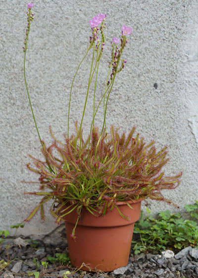 「食虫植物（ハエトリソウ・モウセンゴケ・ウツボカズラ・サラセニア・ムシトリスミレ・ミミカキグサ）」テキトー栽培記