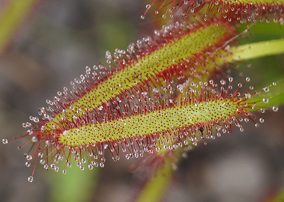 「食虫植物（モウセンゴケ・サラセニア・ムシトリスミレ・ミミカキグサ）」テキトー栽培記