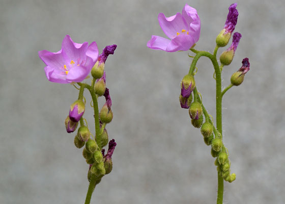 「食虫植物（モウセンゴケ・サラセニア・ムシトリスミレ・ミミカキグサ）」テキトー栽培記