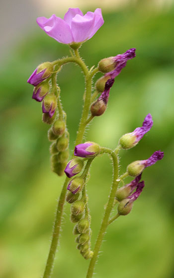 「食虫植物（モウセンゴケ・サラセニア・ムシトリスミレ・ミミカキグサ）」テキトー栽培記