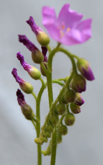 「食虫植物（モウセンゴケ・サラセニア・ムシトリスミレ・ミミカキグサ）」テキトー栽培記