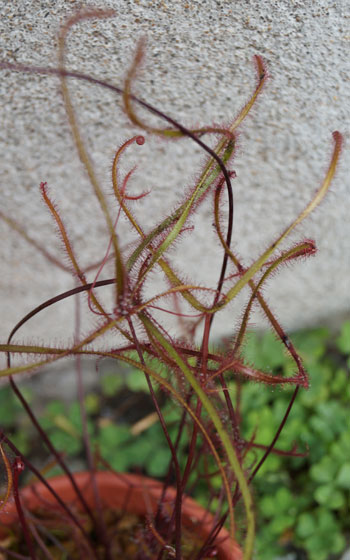 「食虫植物（モウセンゴケ・サラセニア・ムシトリスミレ・ミミカキグサ）」テキトー栽培記