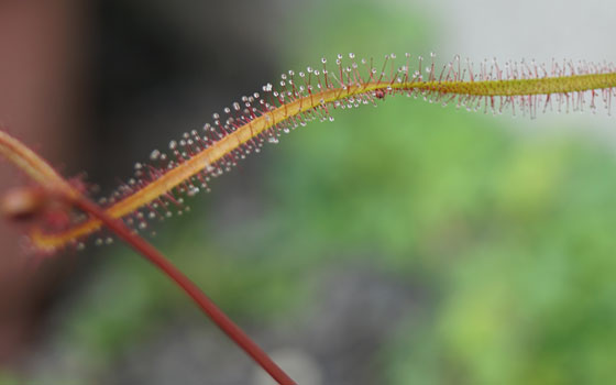 「食虫植物（モウセンゴケ・サラセニア・ムシトリスミレ・ミミカキグサ）」テキトー栽培記