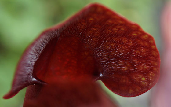 「食虫植物（モウセンゴケ・サラセニア・ムシトリスミレ・ミミカキグサ）」テキトー栽培記