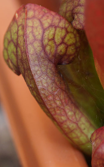 「食虫植物（モウセンゴケ・サラセニア・ムシトリスミレ・ミミカキグサ）」テキトー栽培記