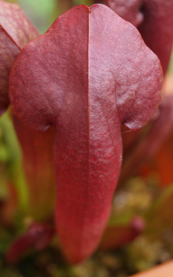 「食虫植物（モウセンゴケ・サラセニア・ムシトリスミレ・ミミカキグサ）」テキトー栽培記