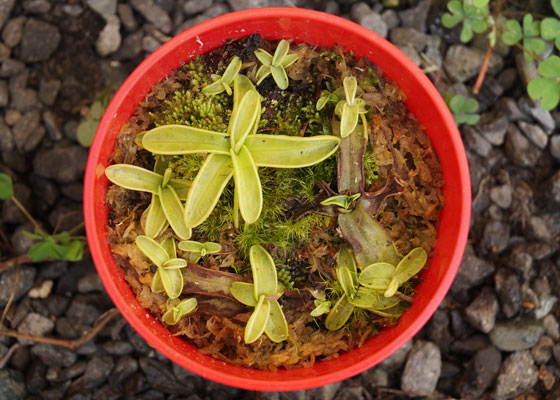 「食虫植物（モウセンゴケ・サラセニア・ムシトリスミレ・ミミカキグサ）」テキトー栽培記